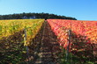 Indian summer, Weinberge, Weinlaub in Herbstverfärbung