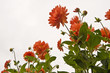 Beautiful view of dahlia flowers from ground looking up with ple