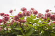 Beautiful view of dahlia flowers from ground looking up with ple