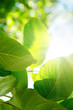 Green leafes in sunny day Green leafes in sunny day