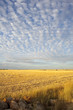 Campo dopo la mietitura