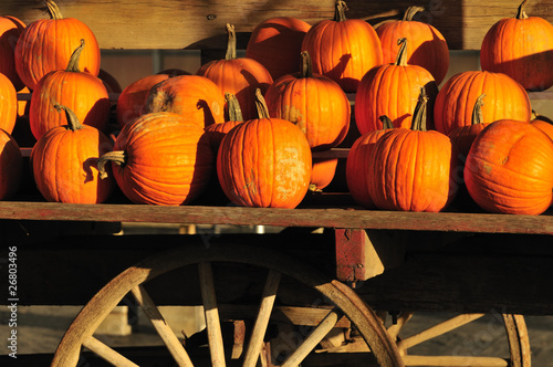 Photo: pumpkins display pumpkins display