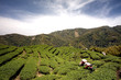 Ba Gua Tea garden