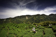 Ba Gua Tea garden