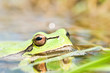 frog