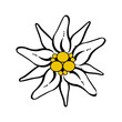 Berg Blume Edelweiß Vektor