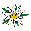 Edelweiss Vektor