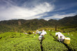 Ba Gua Tea garden