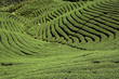Ba Gua Tea garden