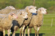 Photo: sheep sheep