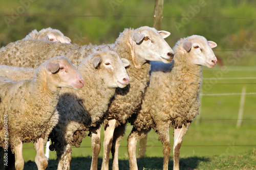 Photo: sheep sheep
