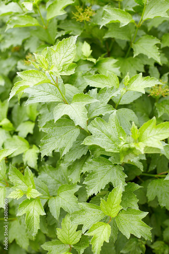 Photo: Green foliage on guelder-rose bush Green foliage on guelder-rose bush
