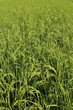 Rice fields Is the yield