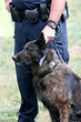 K-9 Unit