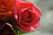 Red rose