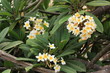 fleurs de frangipanier