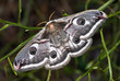Saturnia pavonia