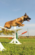 berger belge malinois et agiilty