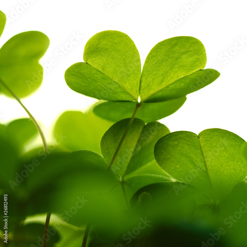 Photo: Clover plant macro shot, isolated on white background. Clover plant macro shot, isolated on white background.