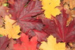 Herbstblätter Herbstblätter