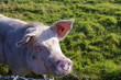 Schwein auf grüner Wiese