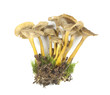 Funnel chanterelle isolated on white background. Funnel chanterelle isolated on white background.