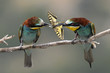 Bee-eater, Merops apiaster - love story (the marriage period)