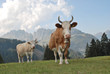 Schweizer Bergkühe mit Glocken in den Schweizer Alpen