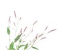 Persicaria maculata