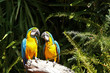 Couple of yellow chest Macaw