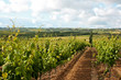 Vineyard view Vineyard view