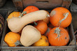 Wooden box of pumpkins and butternut squash Wooden box of pumpkins and butternut squash