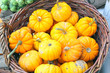 Fresh bright orange pumpkins in a woven basket Fresh bright orange pumpkins in a woven basket