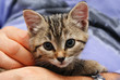gray tabby