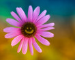 Happy daisy:)