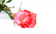 pink rose on white background pink rose on white background