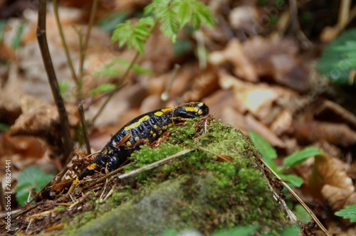 Foto: Feuersalamander Feuersalamander
