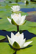 Three white lilies Three white lilies