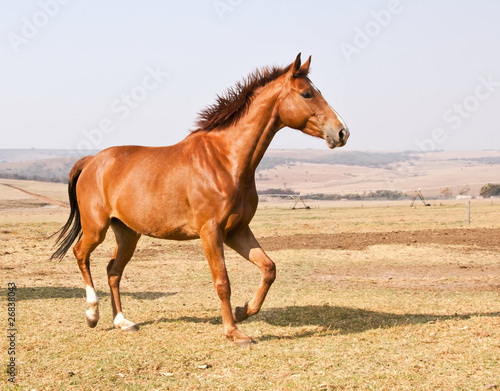 Photo: Brown horse running on dry grass and blue sky on farm Brown horse running on dry grass and blue sky on farm