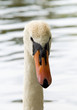 Swan