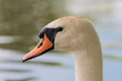 Peaceful swan