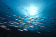 Thazard Sierra shoal