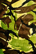 camouflage background