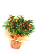 solanum pseudocapsicum