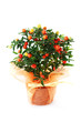 solanum pseudocapsicum