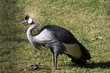 gru coronata