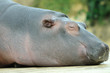 Babyhippo Profil
