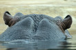 Hippo Hinterkopf