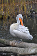 Pelikan grau 2