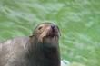 Seelöwe 1